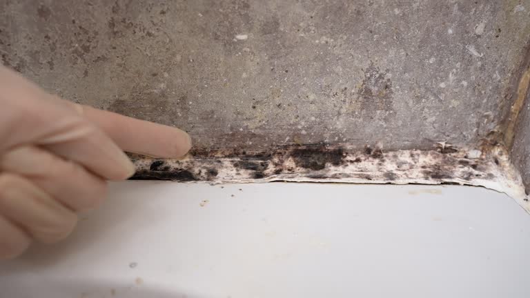 Mold Documentation for Insurance Claims in Duluth, GA